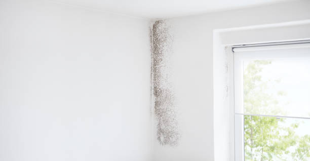 Best Commercial Mold Inspection  in Tavares, FL